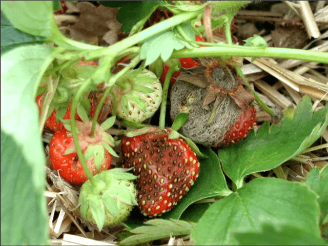 Why are strawberries red but sour?