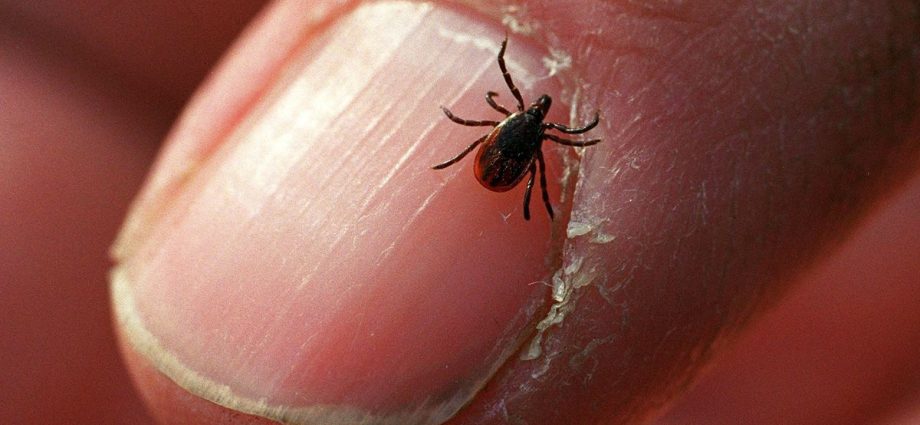 Why are ticks dangerous?