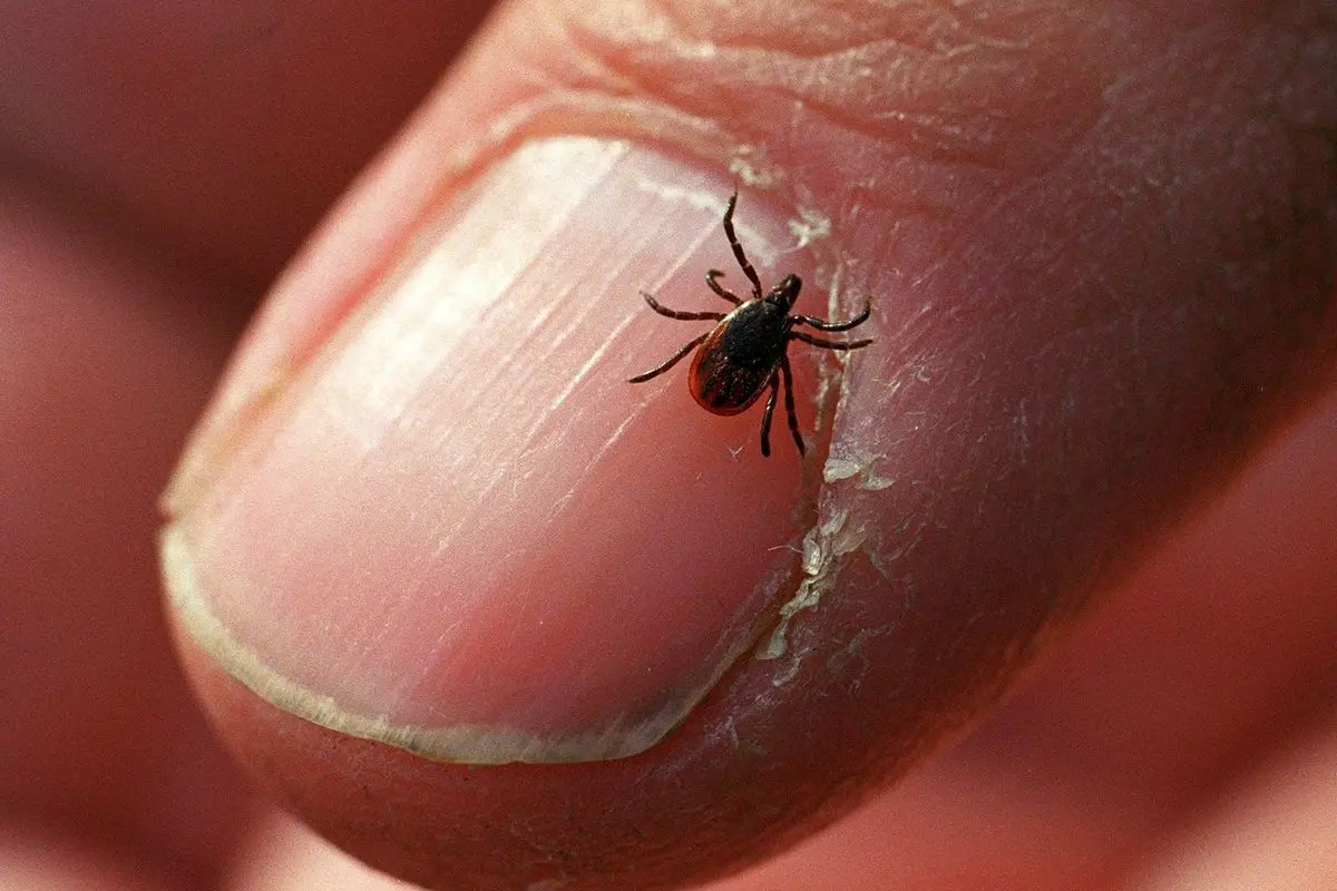 Why are ticks dangerous?