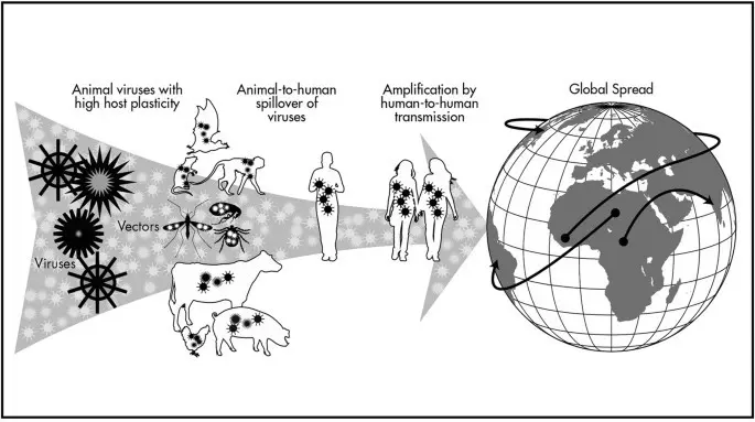 Why are zoonotic viruses dangerous to humans? Scientists explain