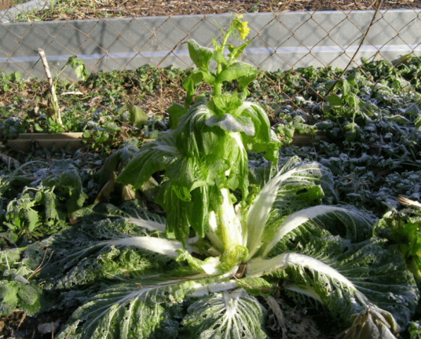 Why Beijing cabbage blooms with yellow flowers and what to do