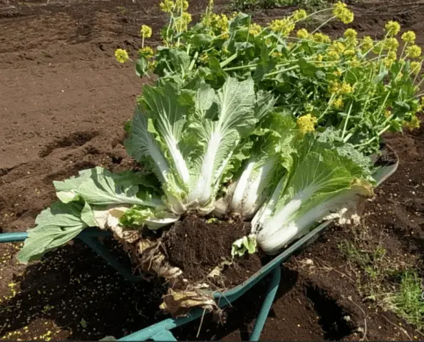 Why Beijing cabbage blooms with yellow flowers and what to do