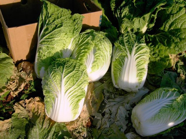 Why Beijing cabbage blooms with yellow flowers and what to do