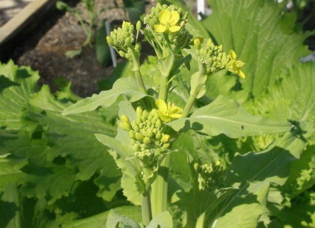 Why Beijing cabbage blooms with yellow flowers and what to do