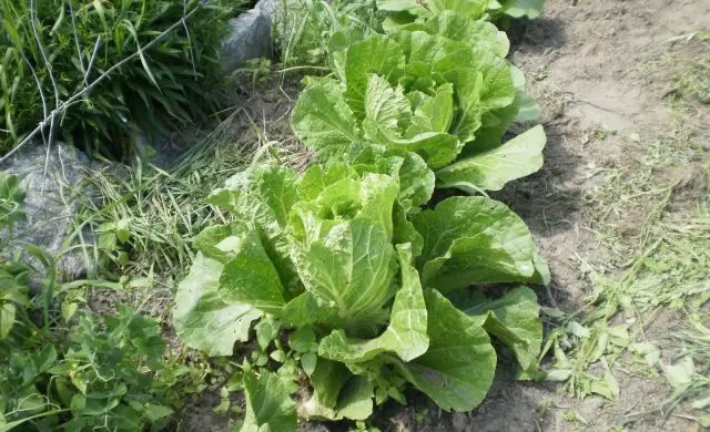 Why Beijing cabbage blooms with yellow flowers and what to do