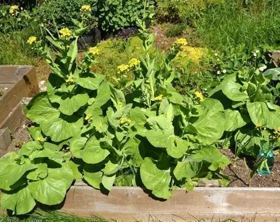 Why Beijing cabbage blooms with yellow flowers and what to do