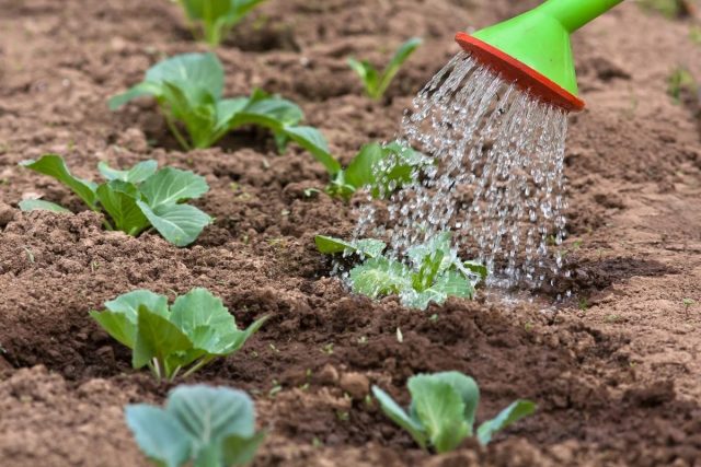 Why Beijing cabbage blooms with yellow flowers and what to do