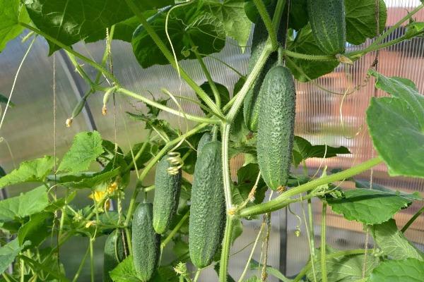 Why bitter cucumbers in a greenhouse: reasons, what to do, how to feed