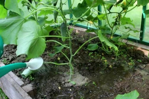 Why bitter cucumbers in a greenhouse: reasons, what to do, how to feed