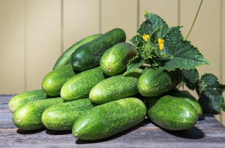 Why bitter cucumbers in a greenhouse: reasons, what to do, how to feed