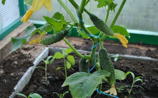 Why bitter cucumbers in a greenhouse: reasons, what to do, how to feed