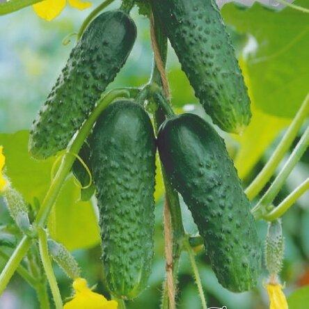 Why bitter cucumbers in a greenhouse: reasons, what to do, how to feed