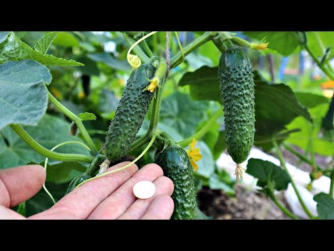 Why bitter cucumbers in a greenhouse: reasons, what to do, how to feed