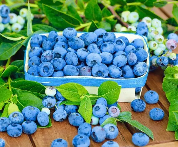 Why blueberries are useful: calories, content of BJU, vitamins, glycemic index, benefits and harms during pregnancy, breastfeeding
