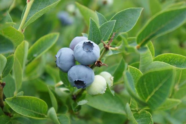 Why blueberries are useful: calories, content of BJU, vitamins, glycemic index, benefits and harms during pregnancy, breastfeeding