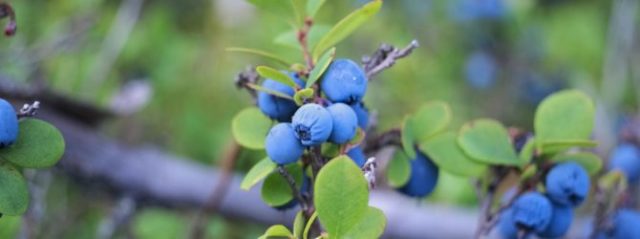 Why blueberries do not bear fruit: causes and their elimination