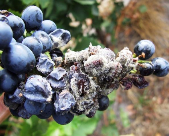 Why blueberries do not bear fruit: causes and their elimination