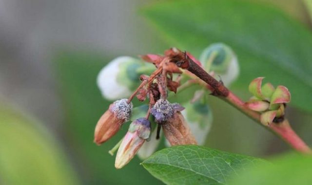 Why blueberries do not bear fruit: causes and their elimination