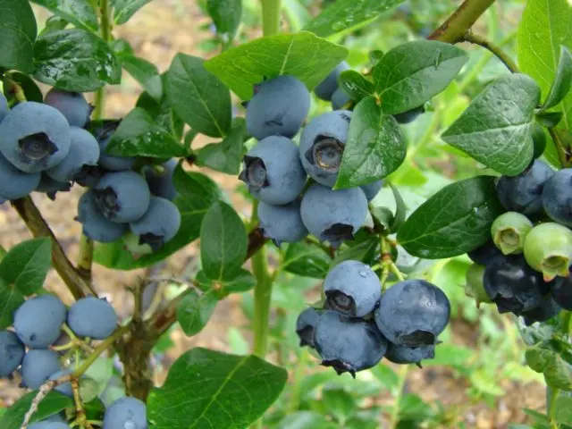 Why blueberries do not bear fruit: causes and their elimination