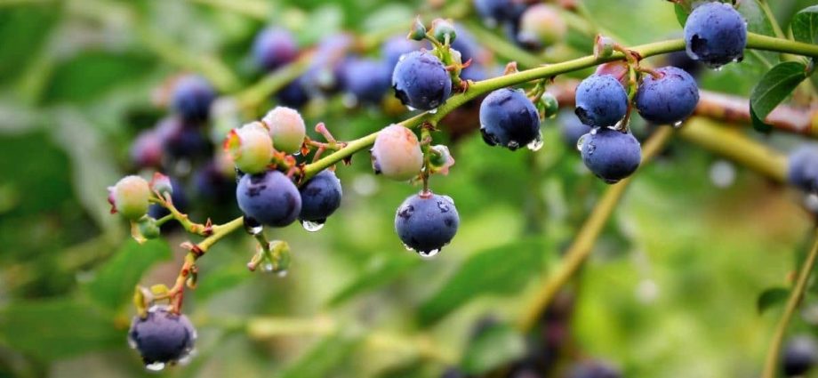 Why blueberries do not bear fruit: causes and their elimination