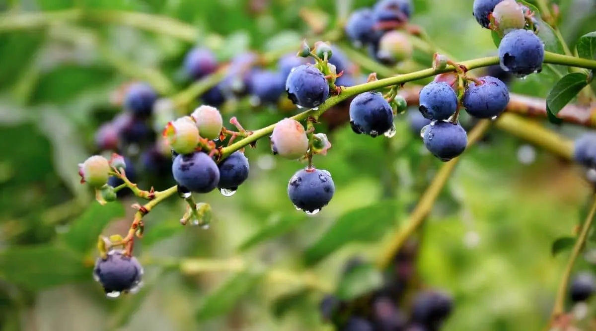 Why blueberries do not bear fruit: causes and their elimination