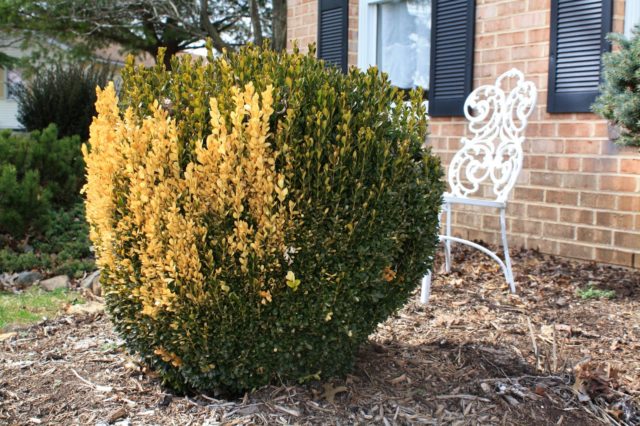 Why boxwood turns yellow