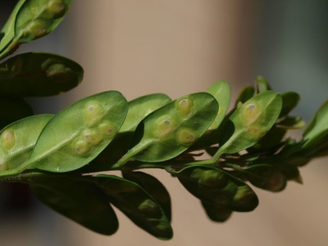 Why boxwood turns yellow