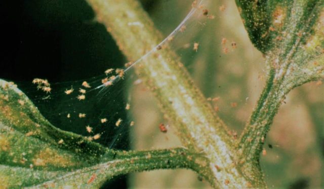 Why boxwood turns yellow