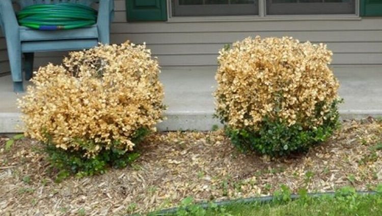 Why boxwood turns yellow