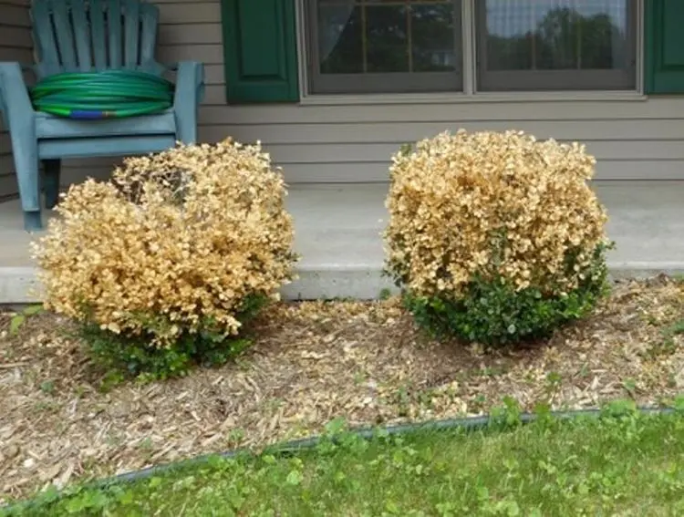 Why boxwood turns yellow