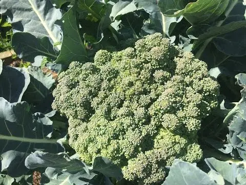 Why broccoli does not tie