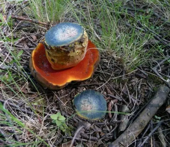 Why butterflies and similar mushrooms turn blue on the cut, when cleaning: reasons