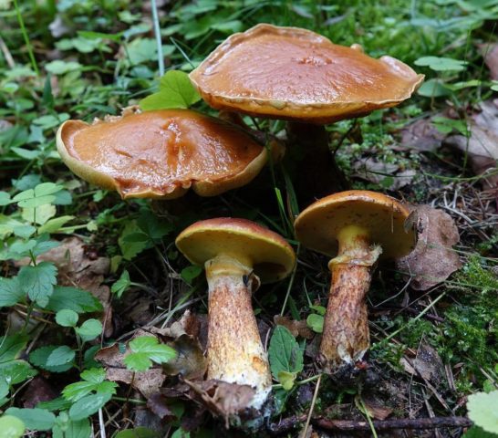 Why butterflies and similar mushrooms turn blue on the cut, when cleaning: reasons