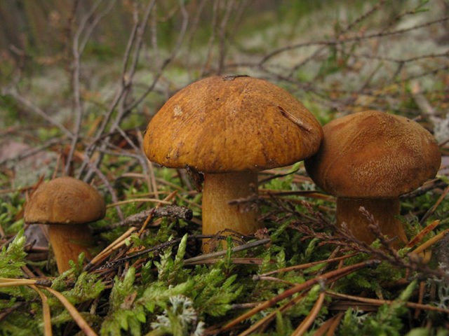 Why butterflies and similar mushrooms turn blue on the cut, when cleaning: reasons