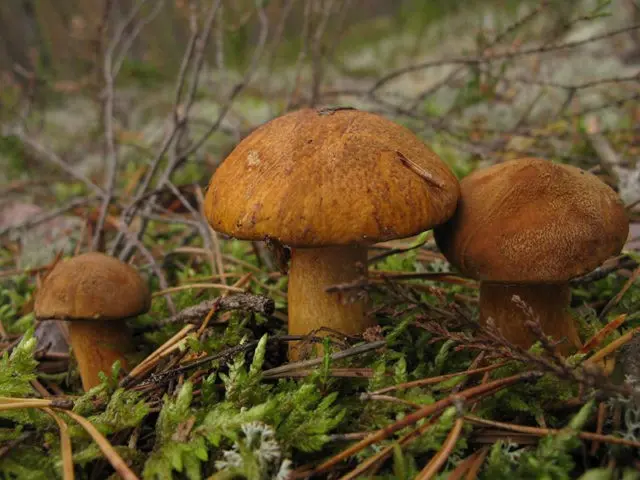 Why butterflies and similar mushrooms turn blue on the cut, when cleaning: reasons