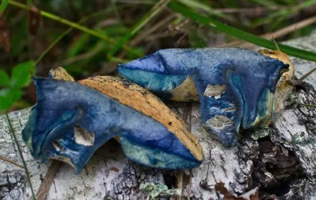 Why butterflies and similar mushrooms turn blue on the cut, when cleaning: reasons