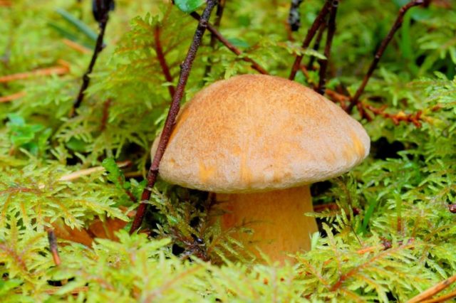 Why butterflies and similar mushrooms turn blue on the cut, when cleaning: reasons