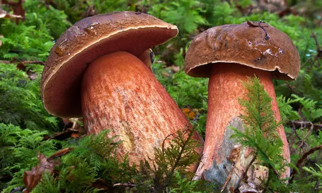 Why butterflies and similar mushrooms turn blue on the cut, when cleaning: reasons