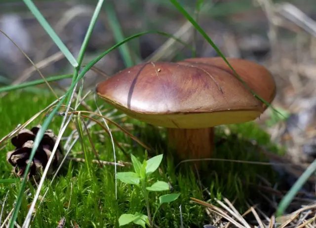 Why butterflies and similar mushrooms turn blue on the cut, when cleaning: reasons