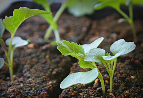 Why cabbage seedlings die