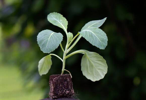 Why cabbage seedlings die