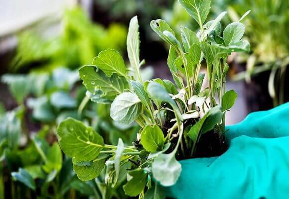 Why cabbage seedlings die