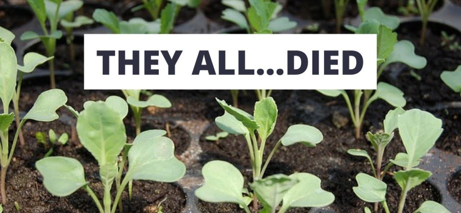 Why cabbage seedlings die