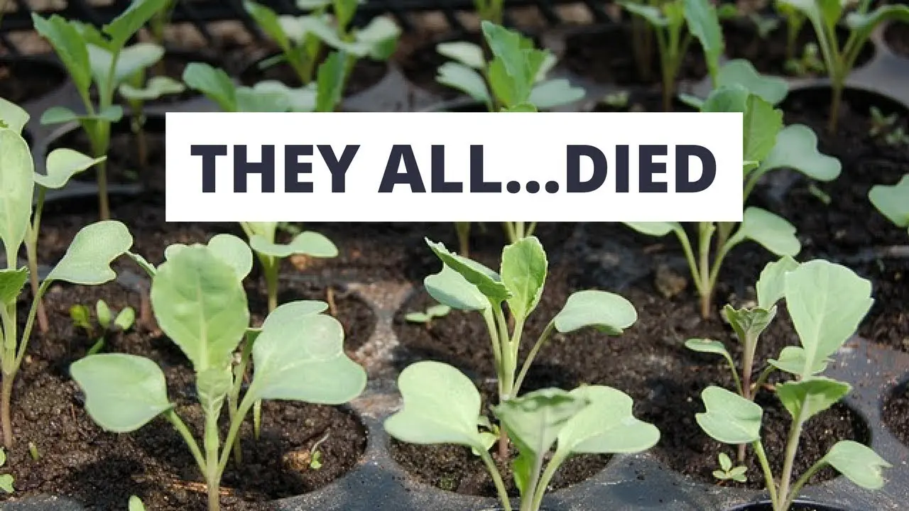 Why cabbage seedlings die