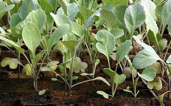 Why cabbage seedlings turn yellow and dry 