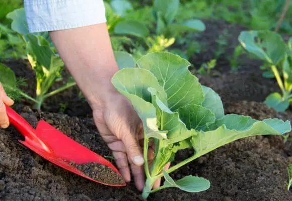 Why cabbage seedlings turn yellow and dry 