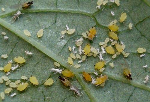 Why cabbage seedlings turn yellow and dry 