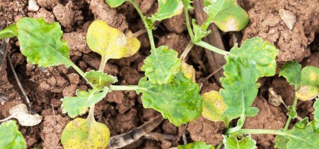 Why cabbage seedlings turn yellow and dry 