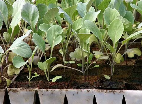 Why cabbage seedlings turn yellow and dry 