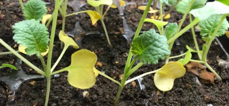 Why cabbage seedlings turn yellow and dry 